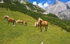 Český penzion, Penzion Savisalo ***, Ramsau am Dachstein